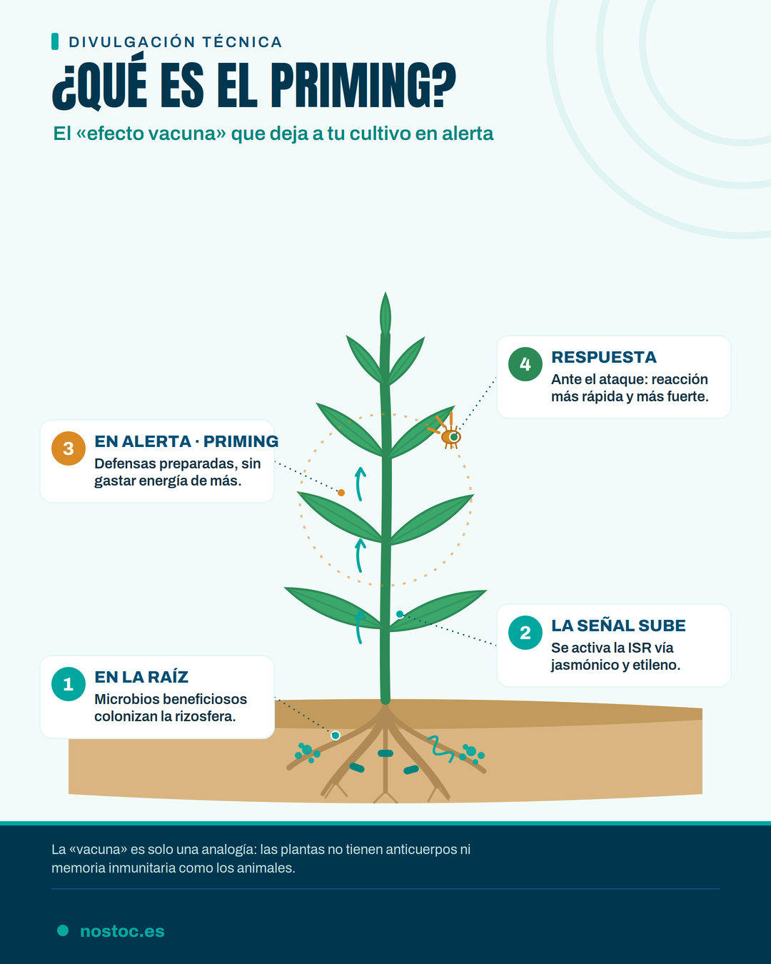 Infografía: qué es el priming o efecto vacuna en las plantas, desde la colonización de la raíz hasta la respuesta de defensa