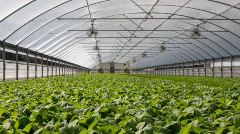 Interior de un invernadero de cultivo intensivo en Almería con plantas jóvenes
