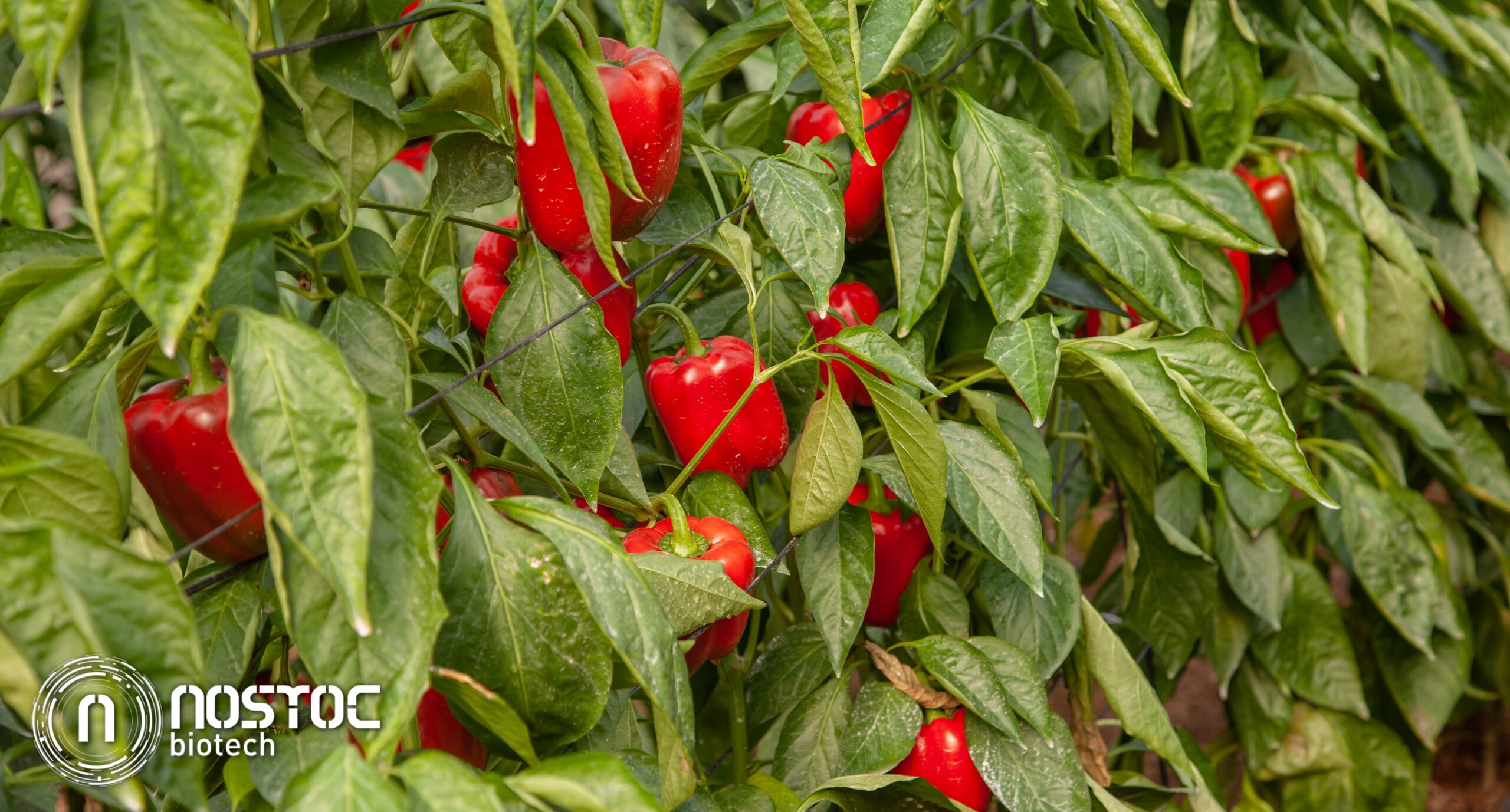 Cultivo intensivo de pimiento rojo en invernadero con plantas sanas y vigorosas