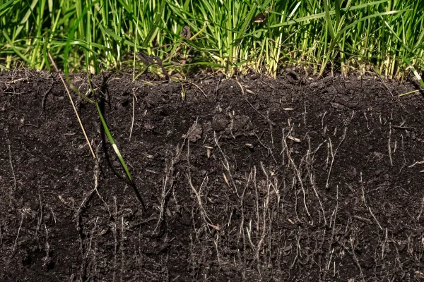 Perfil de suelo vivo con raíces y materia orgánica, donde los microorganismos beneficiosos colonizan la rizosfera