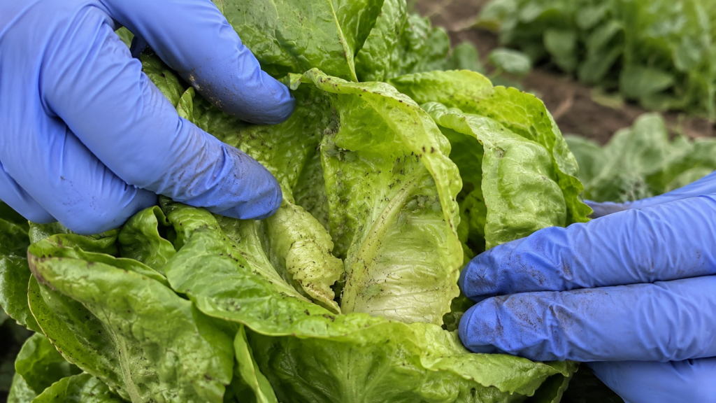 Inspección de pulgones en un cultivo de lechuga