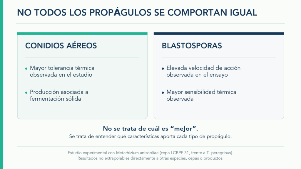 Comparativa entre conidios aéreos y blastosporas de Metarhizium anisopliae: los conidios aéreos muestran mayor tolerancia térmica y producción asociada a fermentación sólida; las blastosporas, elevada velocidad de acción y mayor sensibilidad térmica.