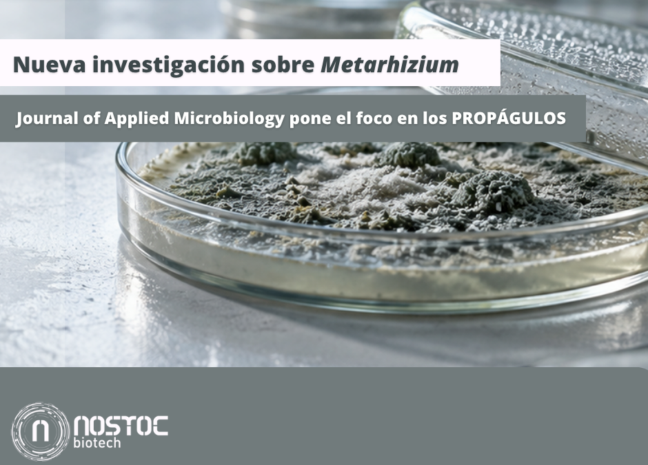 Placa de cultivo «Metarhizium»