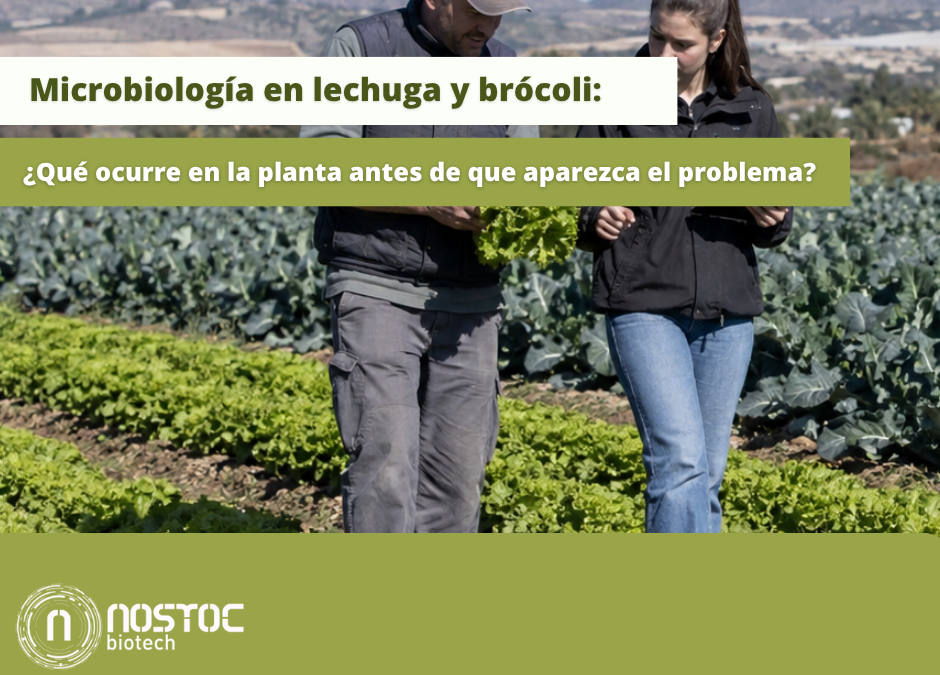 Microbiología en lechuga y brócoli en cultivo al aire libre