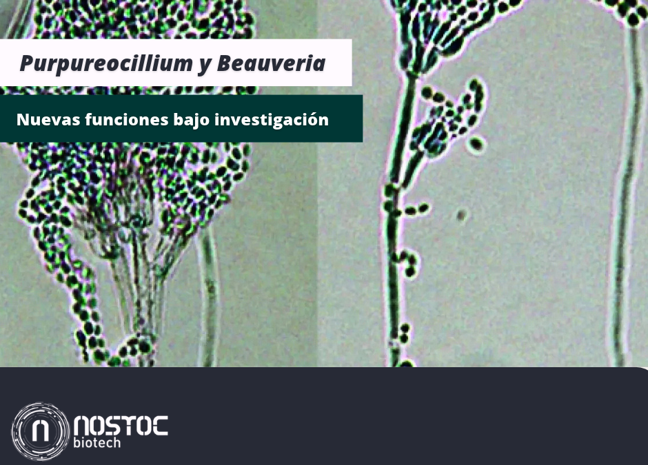 Purpureacillium y beauveria nuevas funciones bajo investigación